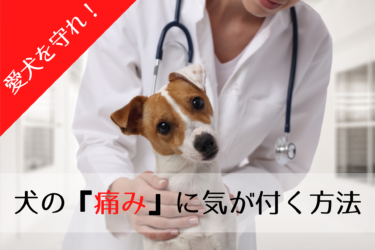 犬の痛みのサイン、痛みを和らげる方法、予防方法