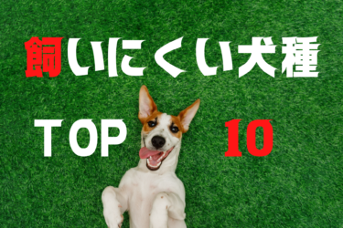 【 人気犬種なのに 】飼いにくい犬種ランキングTOP10をご紹介します