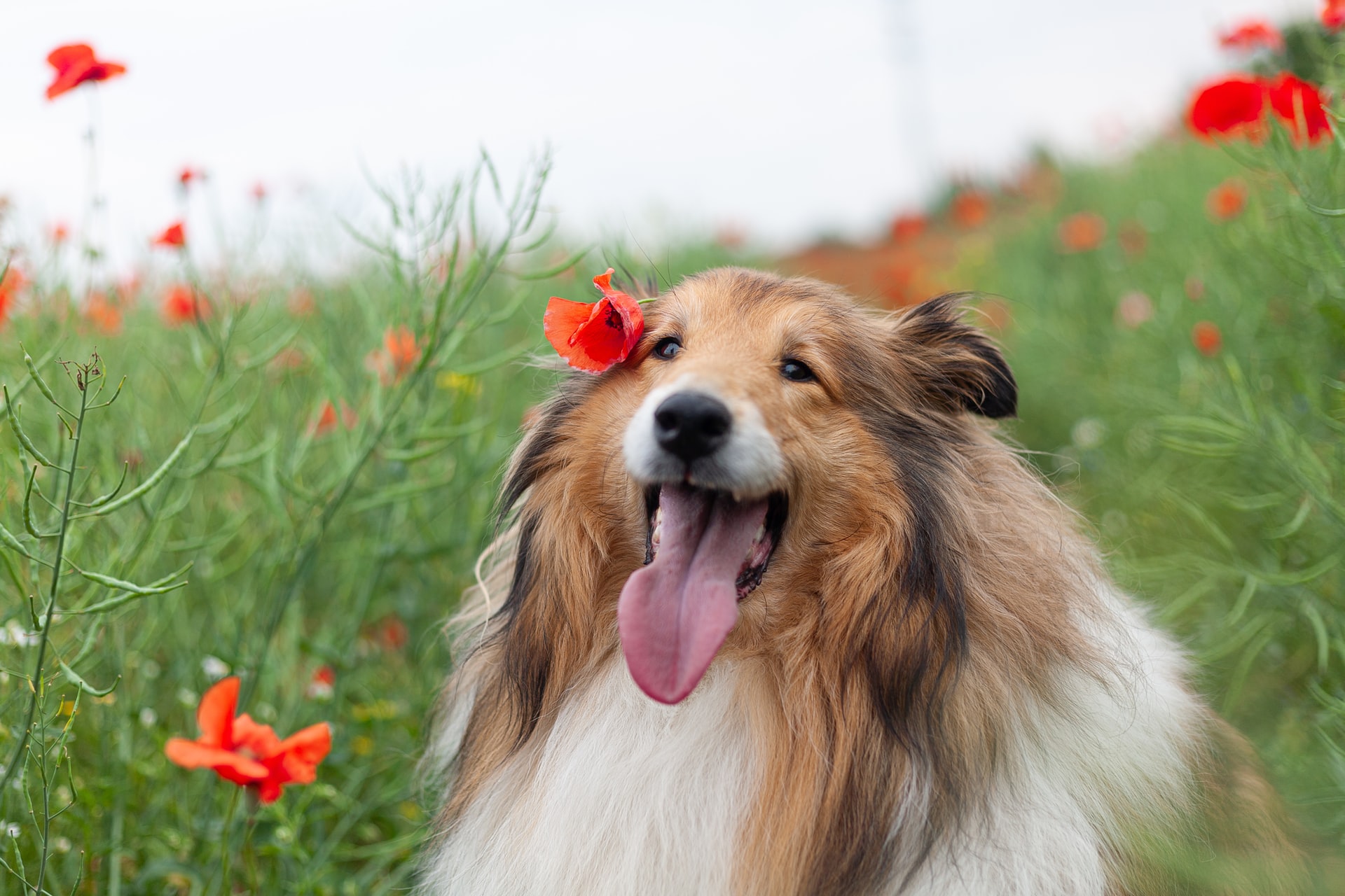 あなたの愛犬は何位 賢い犬種ランキングtop50を一挙ご紹介