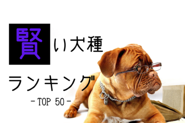 【 あなたの愛犬は何位？ 】賢い犬種ランキングTOP50を一挙ご紹介