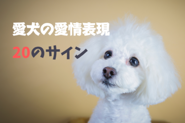 犬の噛み癖 マーキング 食糞を防止する手作りスプレー５選