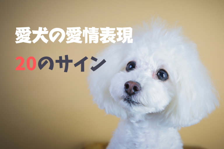 愛犬が飼い主さんに 大好き と伝えているのサイン