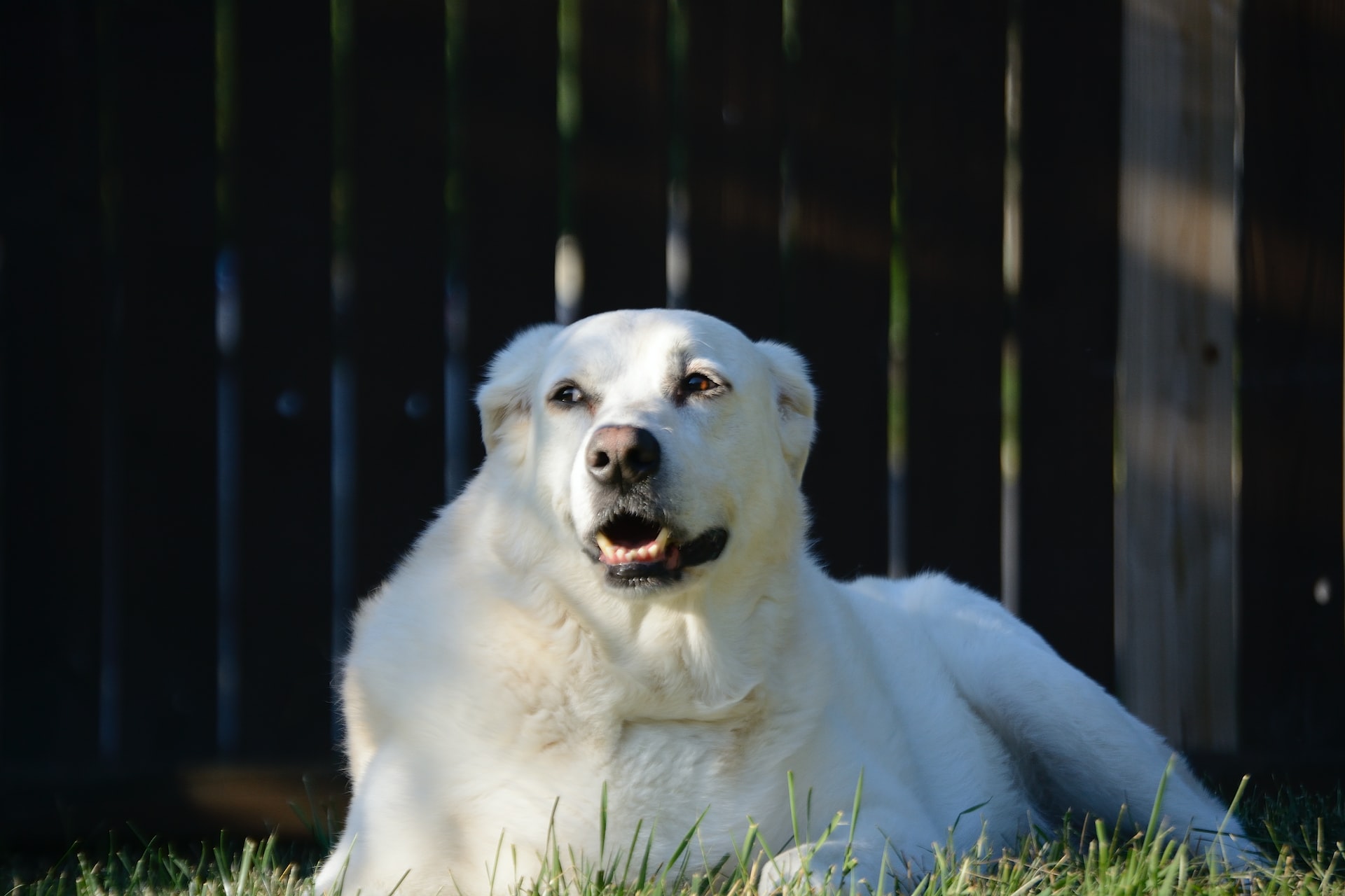 抜け毛が多い人気犬種ランキング