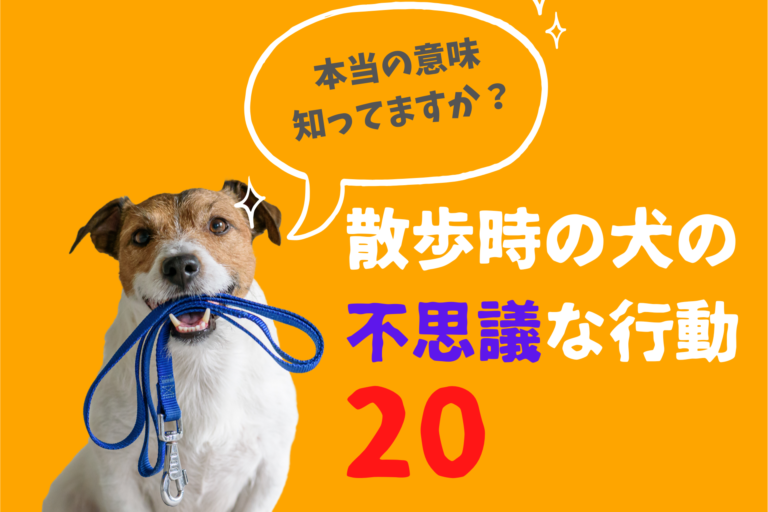 犬の散歩時の行動 動かない 座り込むなどの本当の意味を教えます