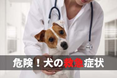 【 危険 】犬の救急症状｜即動物病院へ（前編）