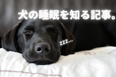 犬にとっての睡眠とは？｜睡眠の仕組みと重要性を一挙解説