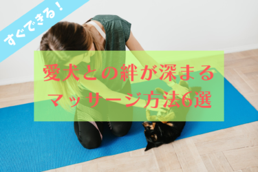 【すぐに実践可能！】自宅で誰でもできる愛犬が喜ぶマッサージ方法6選