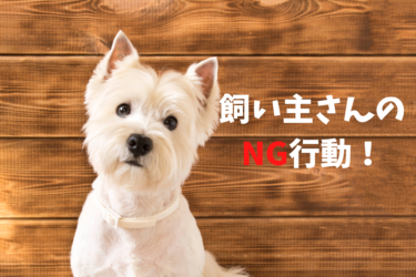 【危険】愛犬を知らずに危険な目に合わせている飼い主さんのNG行動